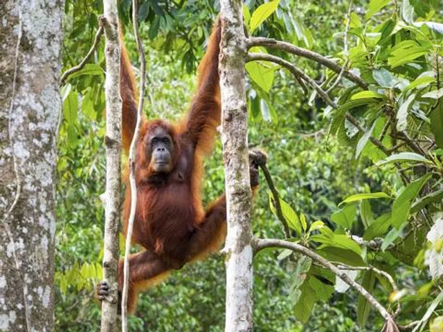 Semenggoh Wildlife Centre