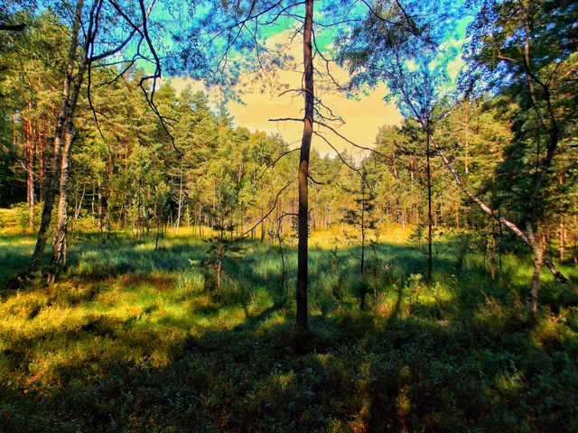 Rezerwat Źródła Tanwi