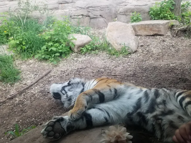 Small Animal Building