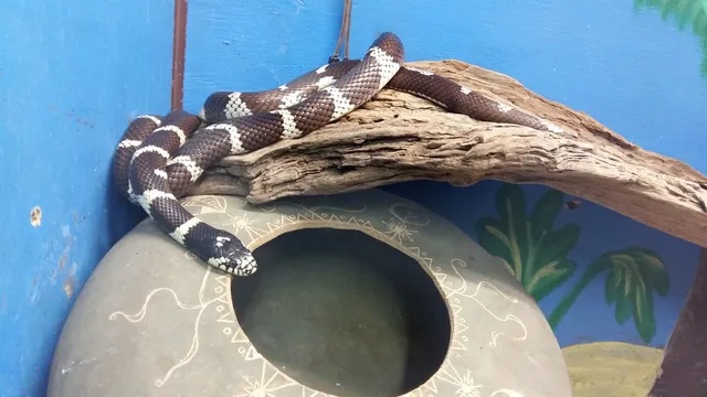 Lawnwood Snake Sanctuary