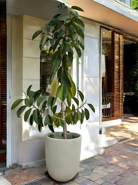 Hawaiian Discovery Furniture