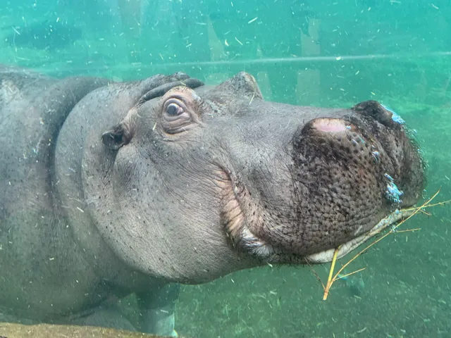La Reserva de Hipopótamos