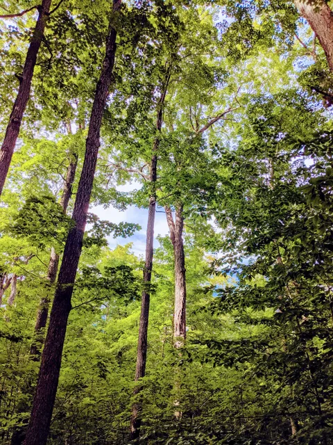 McLean's Park Trail System