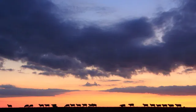 Vadehavets Oplevelser