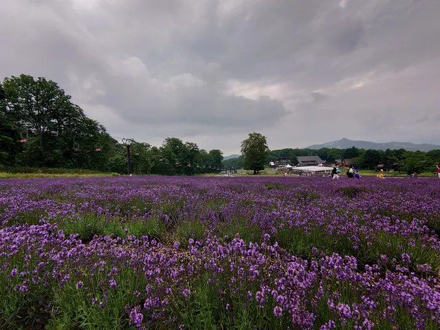 Tambara Lavender Park