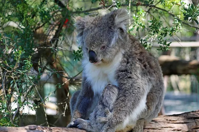 Koala Conservation Reserve
