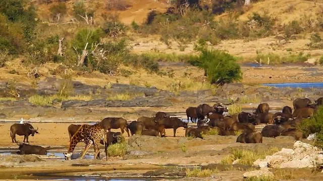 Lionspruit Game Reserve