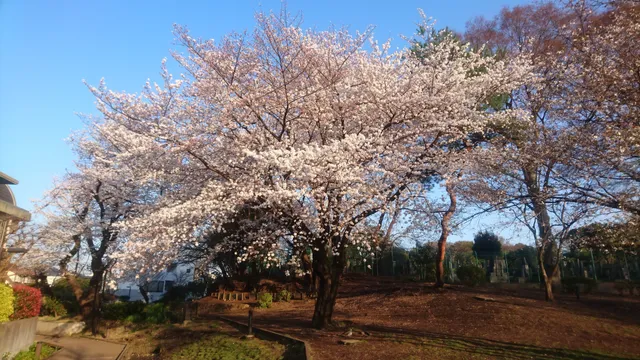 Nekojarashi Park