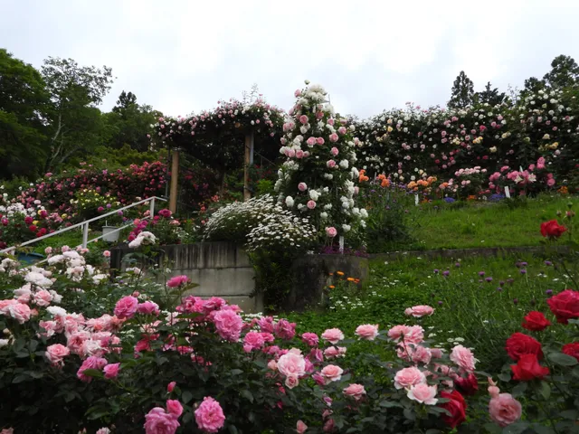Jingu Rose Garden