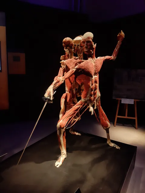 Muzey Vnutri Cheloveka Vdnkh