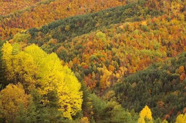 Bosque de la Pardina del Señor