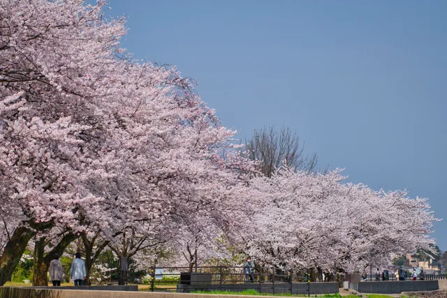 Saigawa Ryokuchi Park