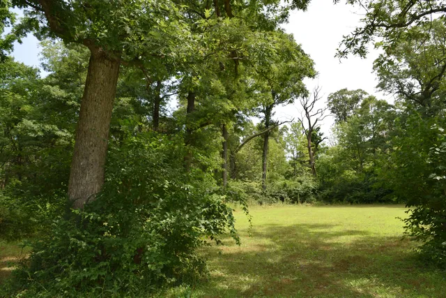 Willow Springs Woods