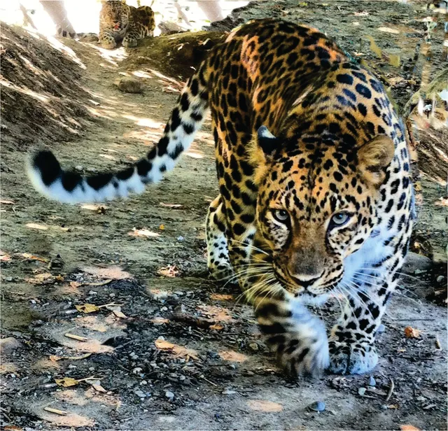 Jungle Cat World Wildlife Park