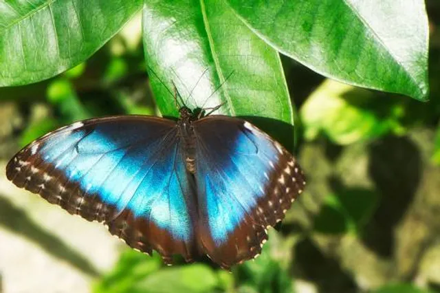 Butterfly Farm