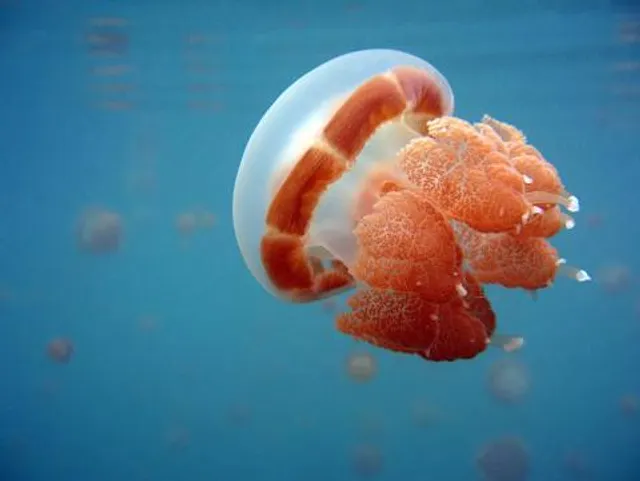 Danau Mariona (Jellyfish lake)