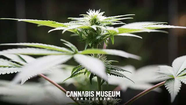 Cannabis Museum Amsterdam