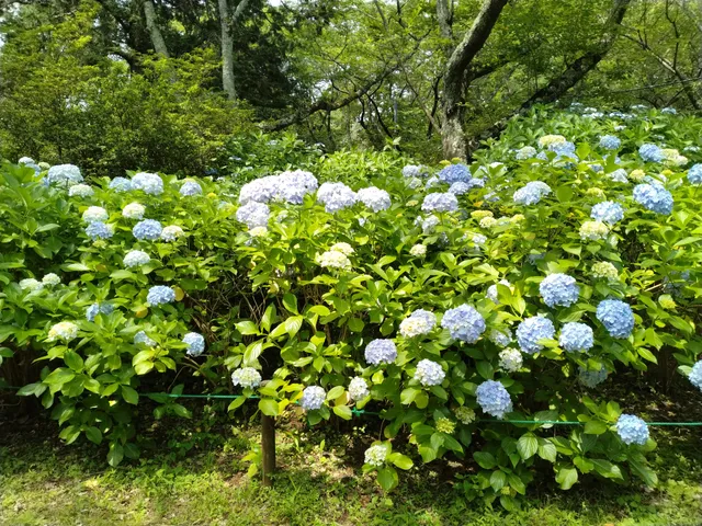 Sōgo-Reido Ajisai-en (Hydrangea Park)