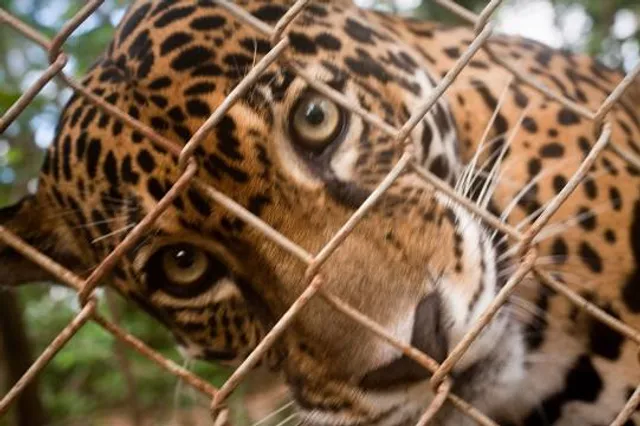 Centro de Rescate Las Pumas