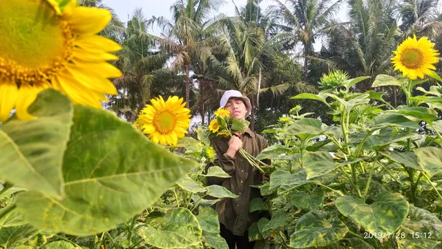 Taman Bunga Matahari