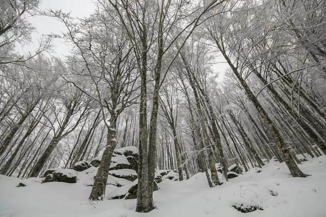 Gölcük Erikli Tepe Mesire Alanı