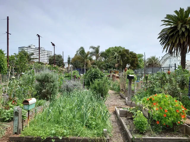 Veg Out Community Gardens St Kilda