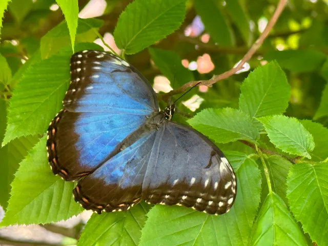 Butterflies and Blooms