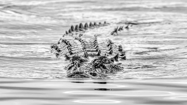 Solar Whisper Wildlife and Crocodile Cruises on the Daintree river