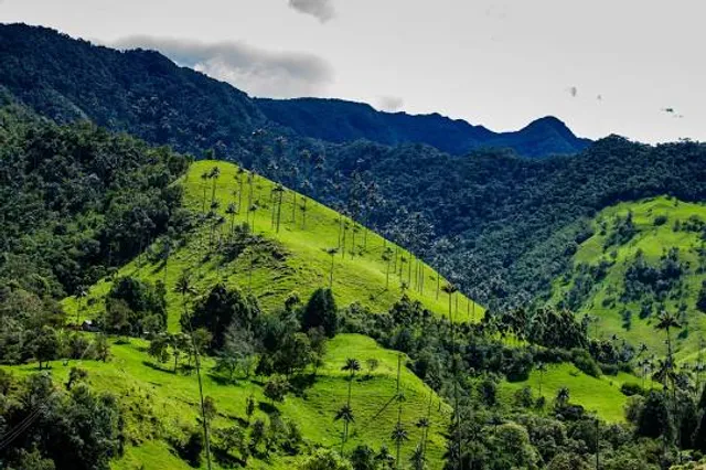 Bosque Nuboso el Cocora