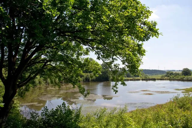 Eichholzmaar Steffeln
