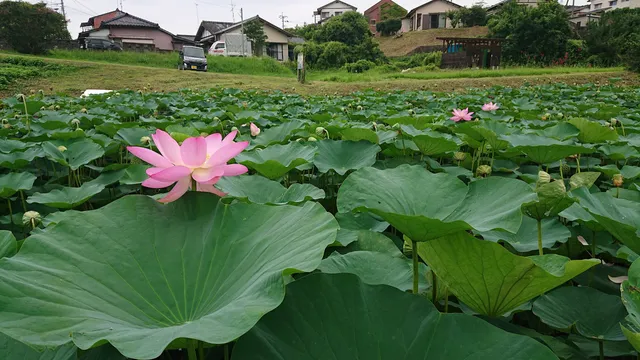 Omachinisennenhasuike Park