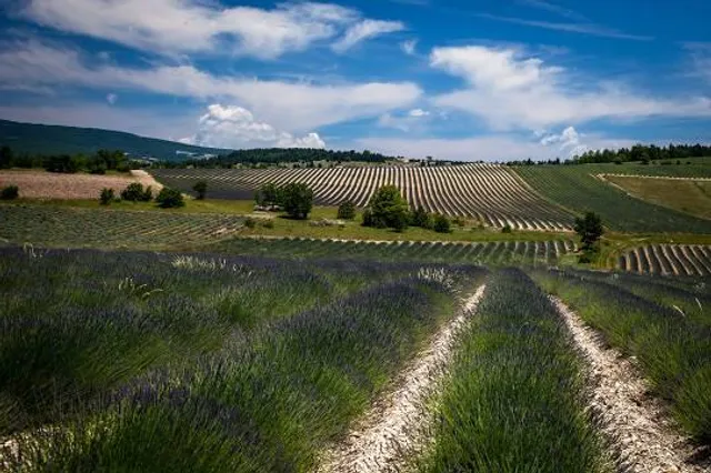 Ingelheimer dunes and sands