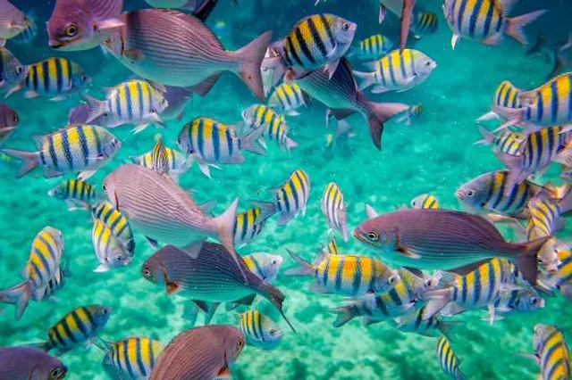 Atlantis Submarines Cozumel