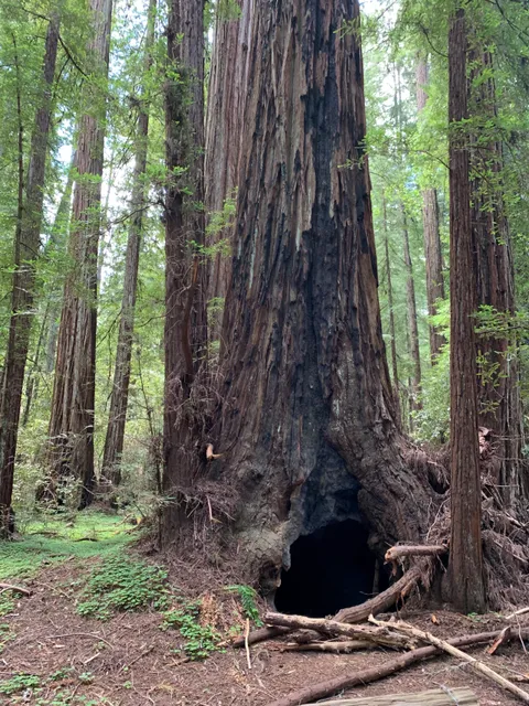 Colonel Armstrong Tree