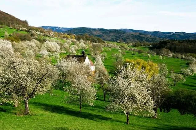 VVG der Gemeinde Schallstadt