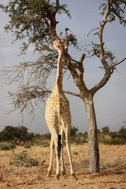 National Park of Upper Niger