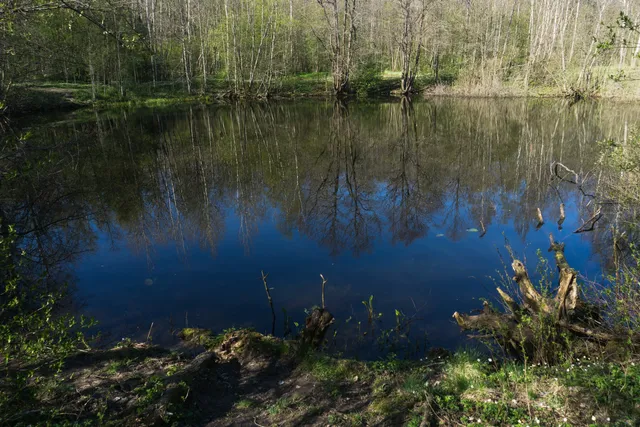 Памятник природы «Петровский пруд»