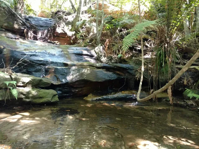 Katandra Bushland Sanctuary