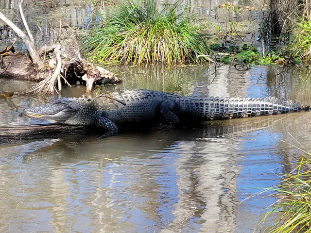 Cajun Encounters Tour Company