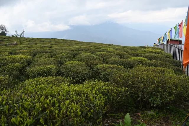 Temí tea garden ,south Sikkim