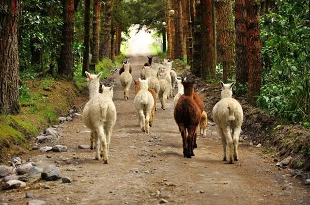 Nasza Zagroda Alpaki i Przyjaciele Gniezno