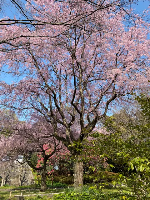Arai Castle Site Park