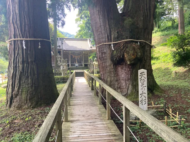 The Great Cedars of Kayano