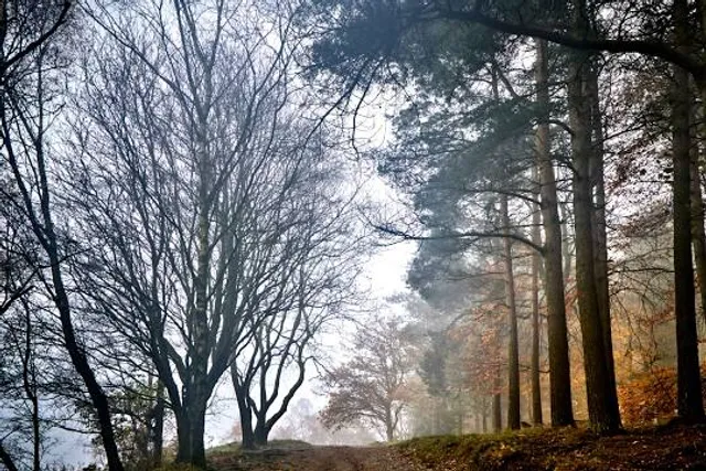 Otley Chevin Forest Park