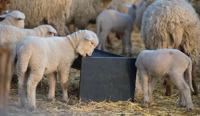 Godawari Marble Danda