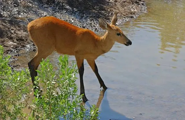 Zoo And Botanical Park Teresina