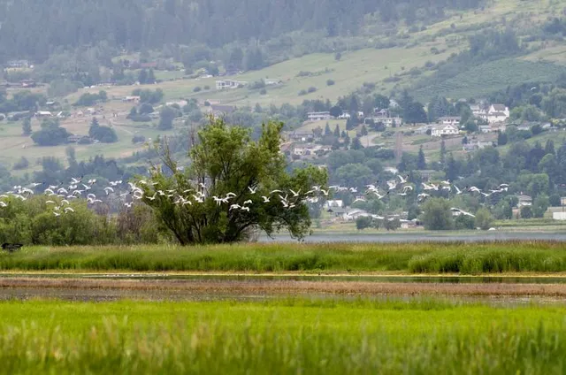 Swan Lake Nature Reserve & Trails