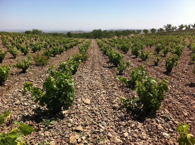 Crianzas y Viñedos Santo Cristo