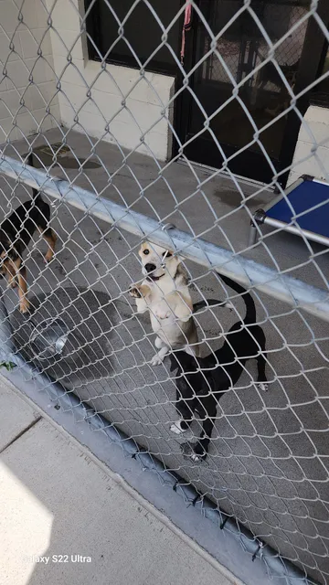 SPCA of Martinsville-Henry County