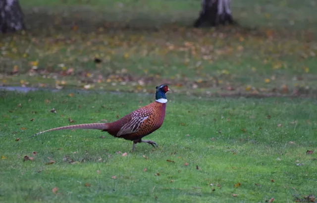 House "ues Drum" - our dream